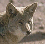 Coyote